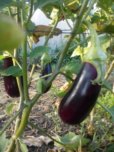Aubergine
