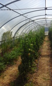 IMG-20160828-WA0000 [R]