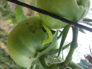 Noctuelle sur tomates dsc02240-bis