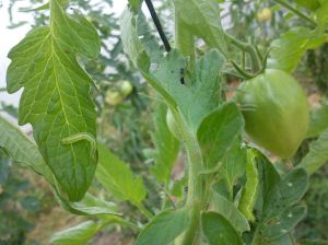 2 noctuelles sur feuilles de tomate dsc02268-bis