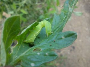 Noctuelle sur feuille de tomate dsc02271-bis