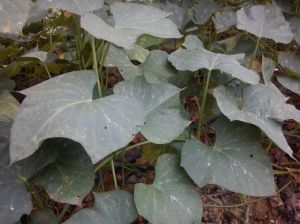 patate douce feuille