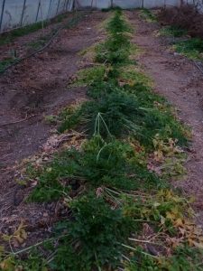 Persil tubéreux en ligne