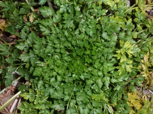 Persil tubéreux coeur