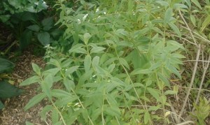 verveine citronnelle ramifications