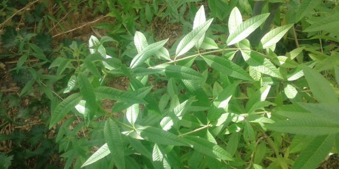 verveine citronnelle ensoleillée