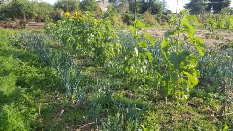 syntropie en milieu de jardin